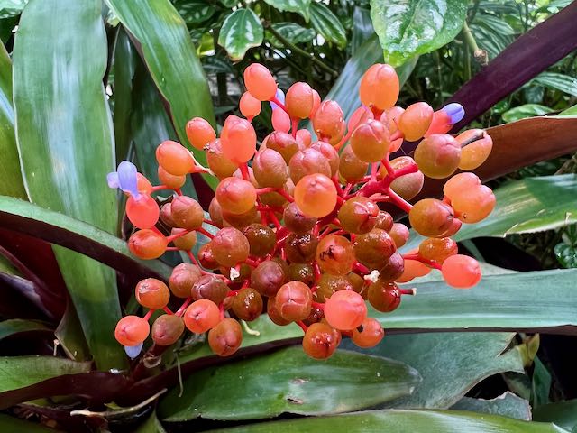 Chinese Lanterns and Fall Foliage at the Montreal Botanical Garden -  Freedom Tour Travel