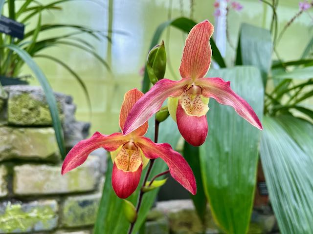 Bright Red Flowers Montreal Botanical Garden - Photo & Travel Idea Canada