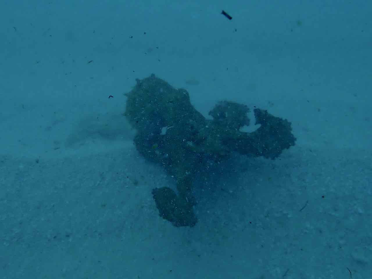 New Divers Find a Sweet Spot at Donut Hole in the Middle Keys