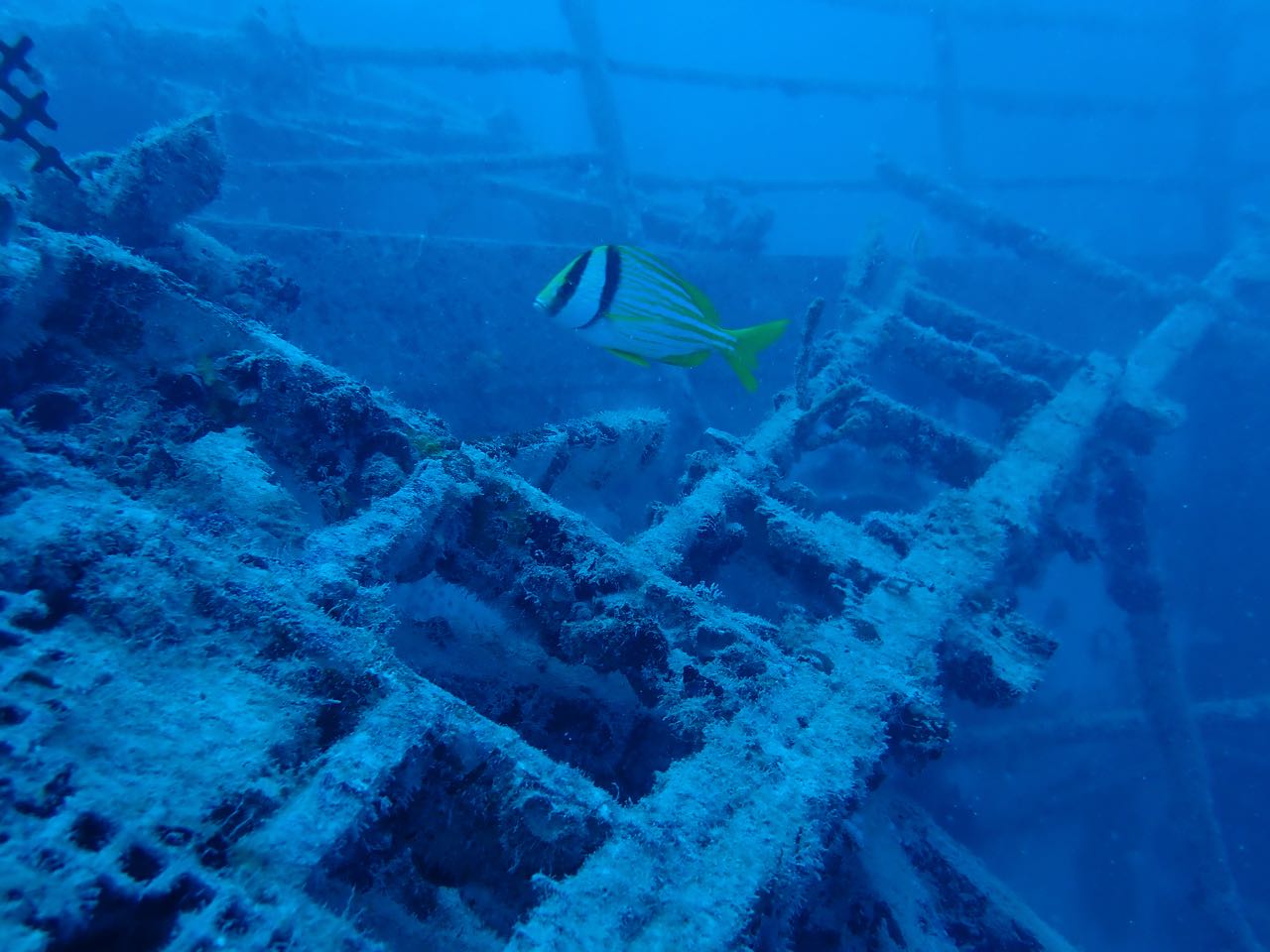 10 of the World's Most Spectacular Artificial Reefs