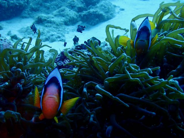 Reef Walking in Zanzibar 